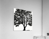 Tree of Life - Line Art  Acrylic Print